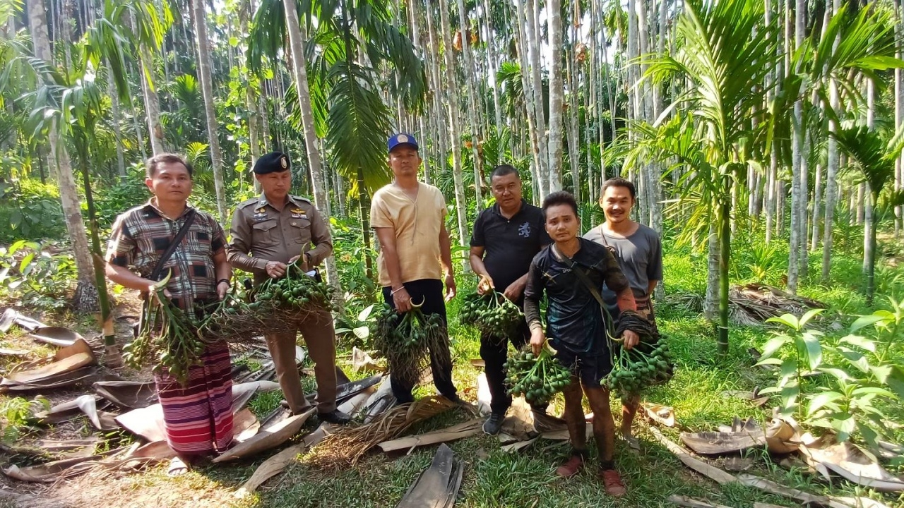  หมากชายแดนอุ้มผางราคาดี ฝากรัฐหาตลาดระบายหมากแห้ง กวดขันหวั่นหมากพม่าสวมสิทธิ์ 