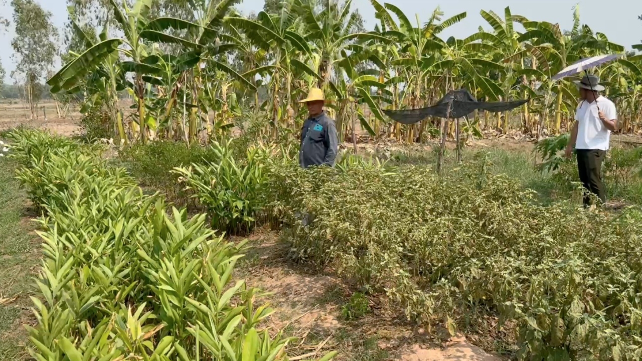 สู้ดินเค็มมา 2 ปีจนสำเร็จ เกษตรกรมหาสารคาม ปลูกพืชผักสวนครัวขาย มีรายได้ทุกวัน