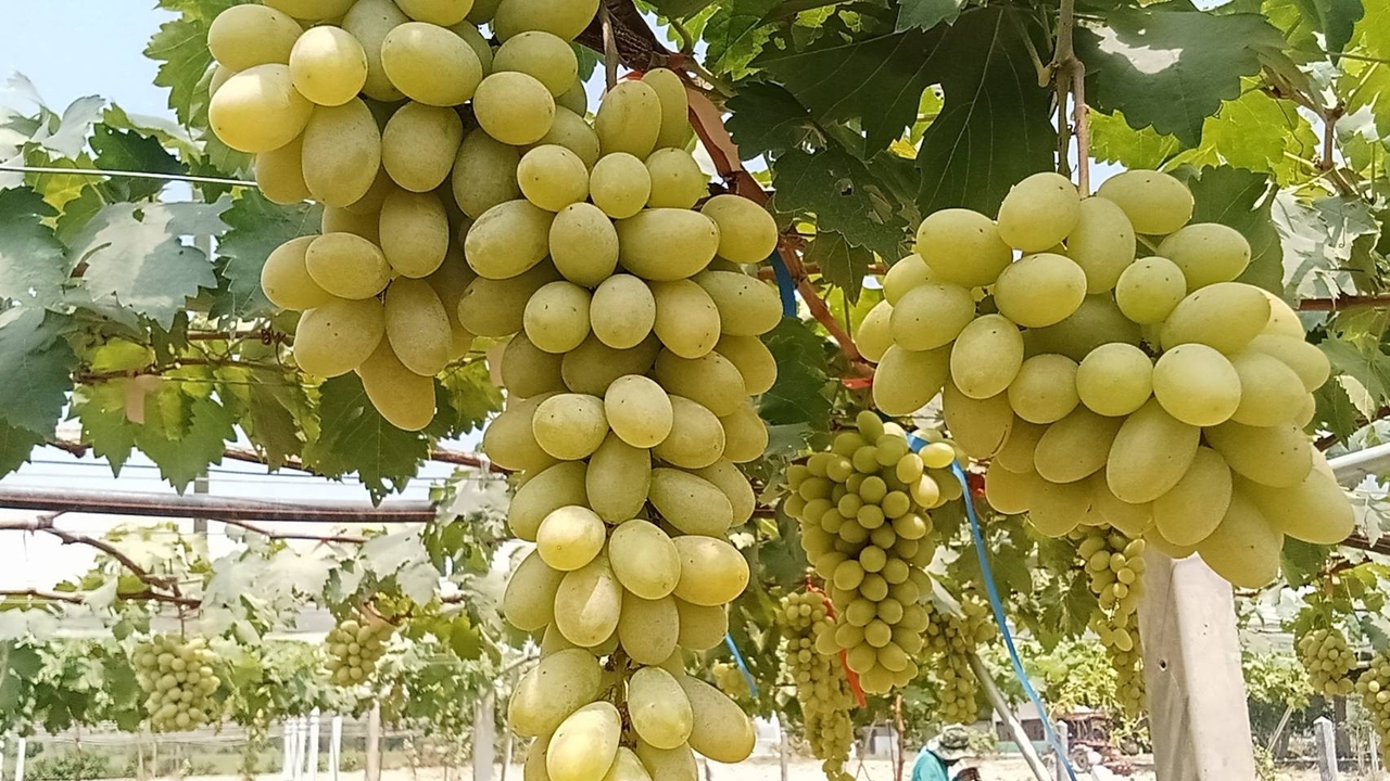 พ่อลูกนำความรู้สมัยทำงานที่อิสราเอล พลิกที่นาปลูกองุ่นในโรงเรือน มีผลผลิตทั้งปี