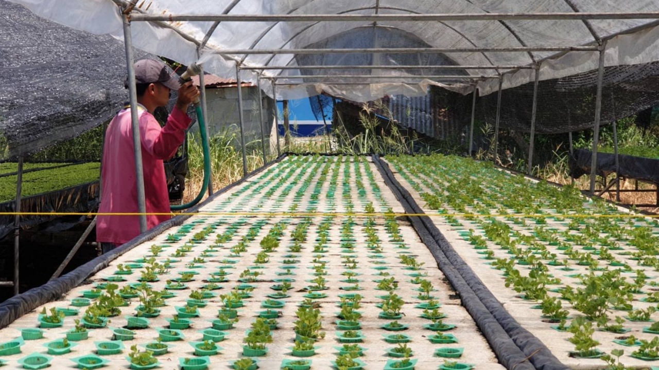 โคราชเผชิญอากาศร้อนจัด ผักไฮโดรโปนิกส์เหี่ยวเฉา ไม่ได้คุณภาพ ผลผลิตลดกว่า 30% 