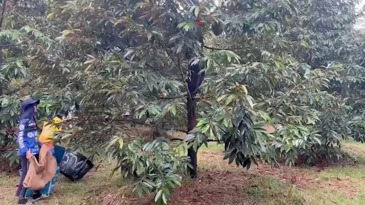 สวนผลไม้เมืองจันท์ยิ้มออก ฝนตกหนักลงมาพอดี ประคองต้นทุเรียนร้อนพ้นภัยแล้ง