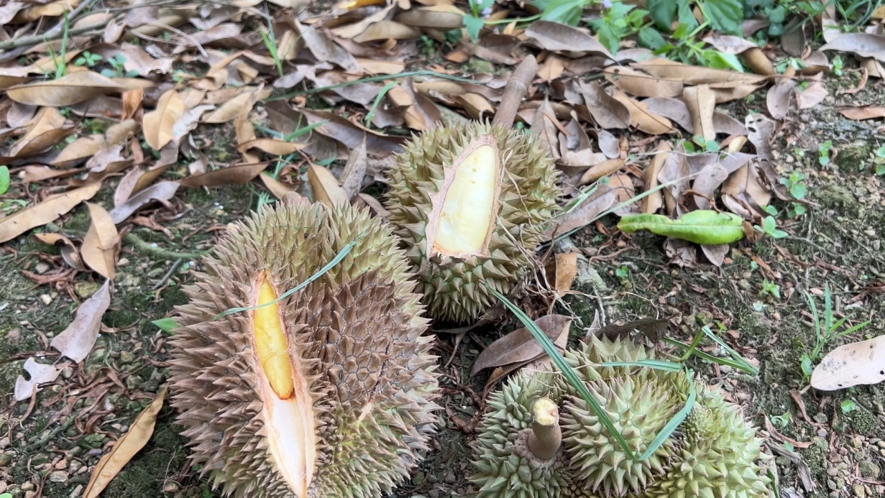 ชาวสวนตราดยอมแพ้ แล้งไม่มีน้ำรดผลไม้ เงาะร่วง ทุเรียนแตกปริ มังคุดตูดจีบผิวแข็ง