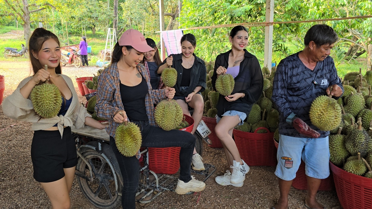 สาวๆ พริตตี้เมืองจันท์ เข้าสวนป๋าต้อย ตัด-รับลูกทุเรียน สร้างสีสันในหน้าร้อน