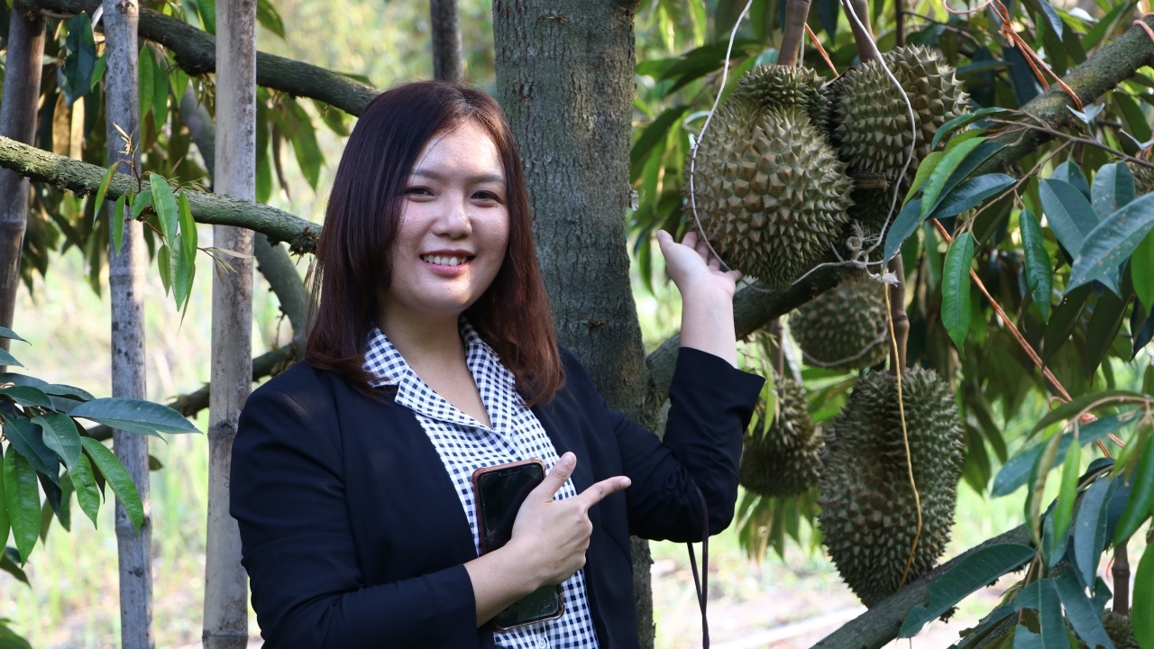 ทุเรียนบึงกาฬออกแล้ว ชาวสวนเร่งเก็บผลผลิต ขายหน้าสวนและออนไลน์ โกยออเดอร์อื้อ