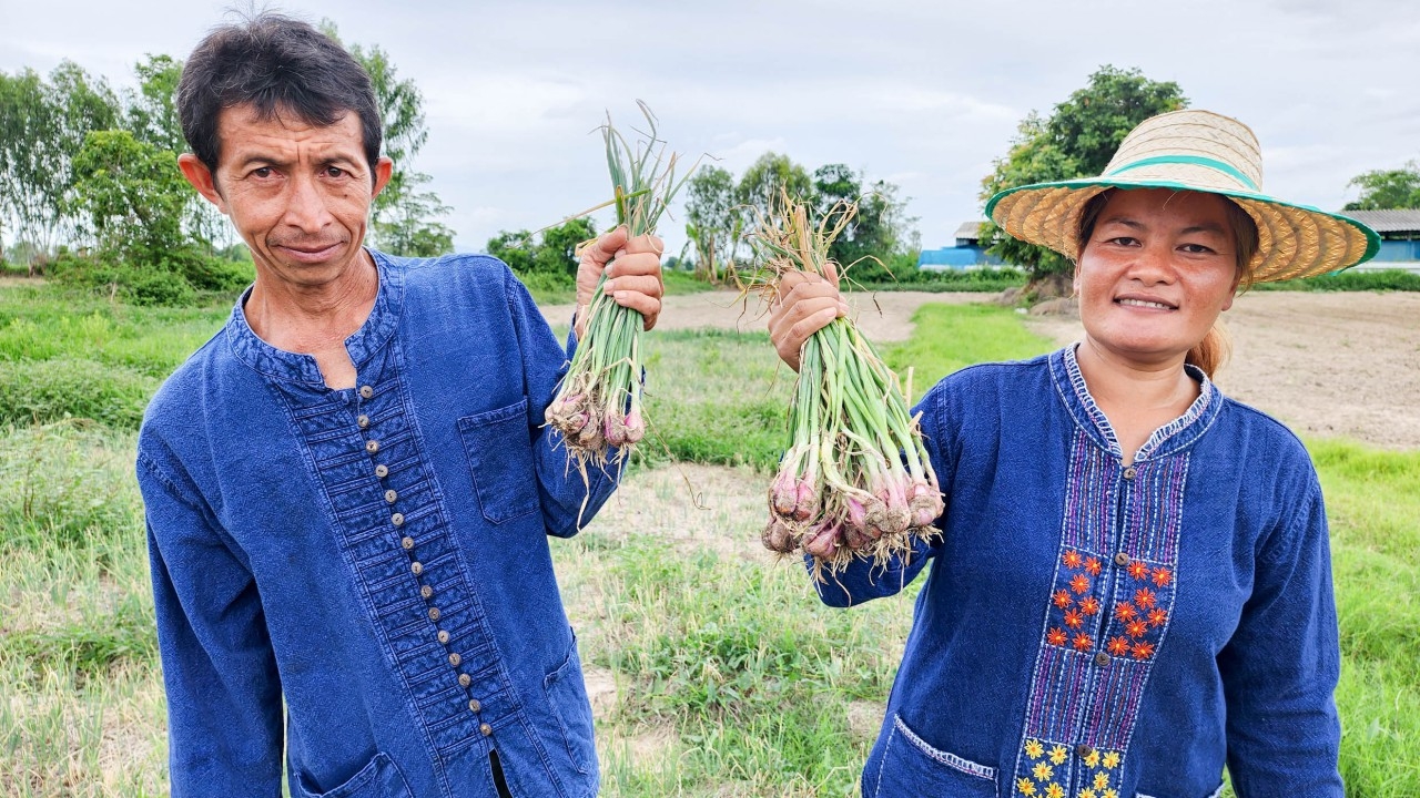 Smart Farmer พรานกระต่าย ทำเกษตรผสมผสานปลูกหอมแดง ไม่ใช้สารเคมีรุ่งมีตลาดรองรับ