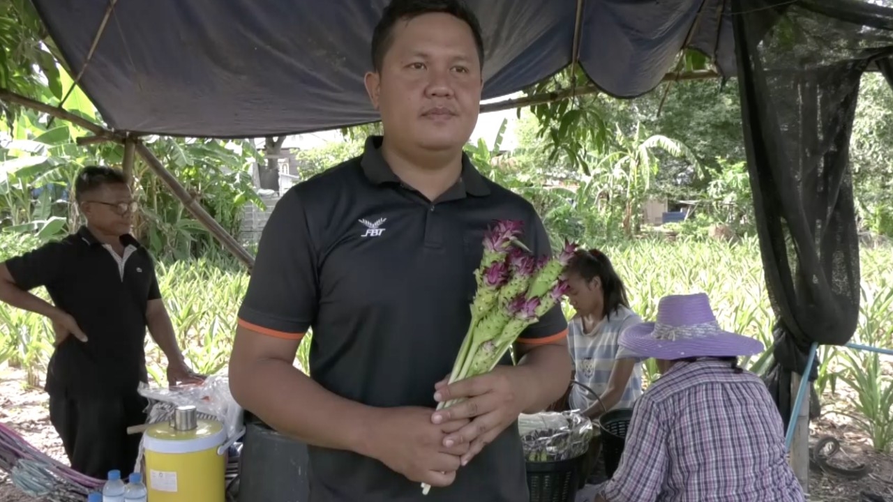 ผญบ.โคราช ปลูกกระเจียวหวานเป็นรายได้เสริม ใช้น้ำน้อย 3 เดือนขายได้หมื่นบาทต่อเดือน