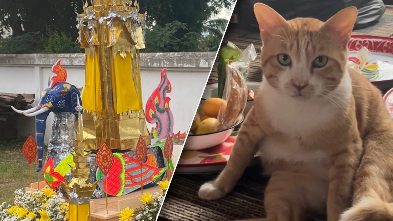 โซเชียลซึ้งใจ วัดสระแก้ว จ.เชียงใหม่ จัดงานศพให้ "แมว" หลังถูกหมากัดตาย