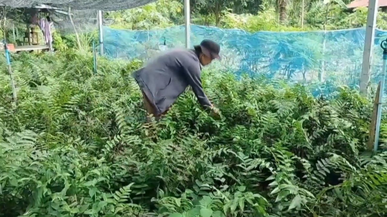 ป้าวัยเกษียณสำราญทำสวนเกษตรอินทรีย์ ปลูกผักขายมีรายได้ทุกวัน ชูผักกูดขายดีสุดๆ