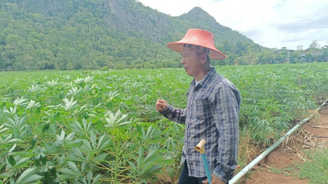 เกษตรกรอุทัยธานี ทำไร่มันฯ สร้างระบบน้ำหยดเองไม่ง้อเทวดา ผลผลิตขายได้กำไรดี