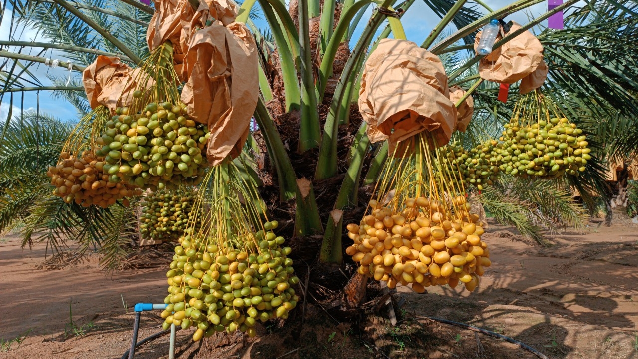 อินทผลัมโคราชออกแล้ว คาดทั้งครบุรีจะได้รวม 280 ตัน แถมราคาขายดีกว่าปีก่อน