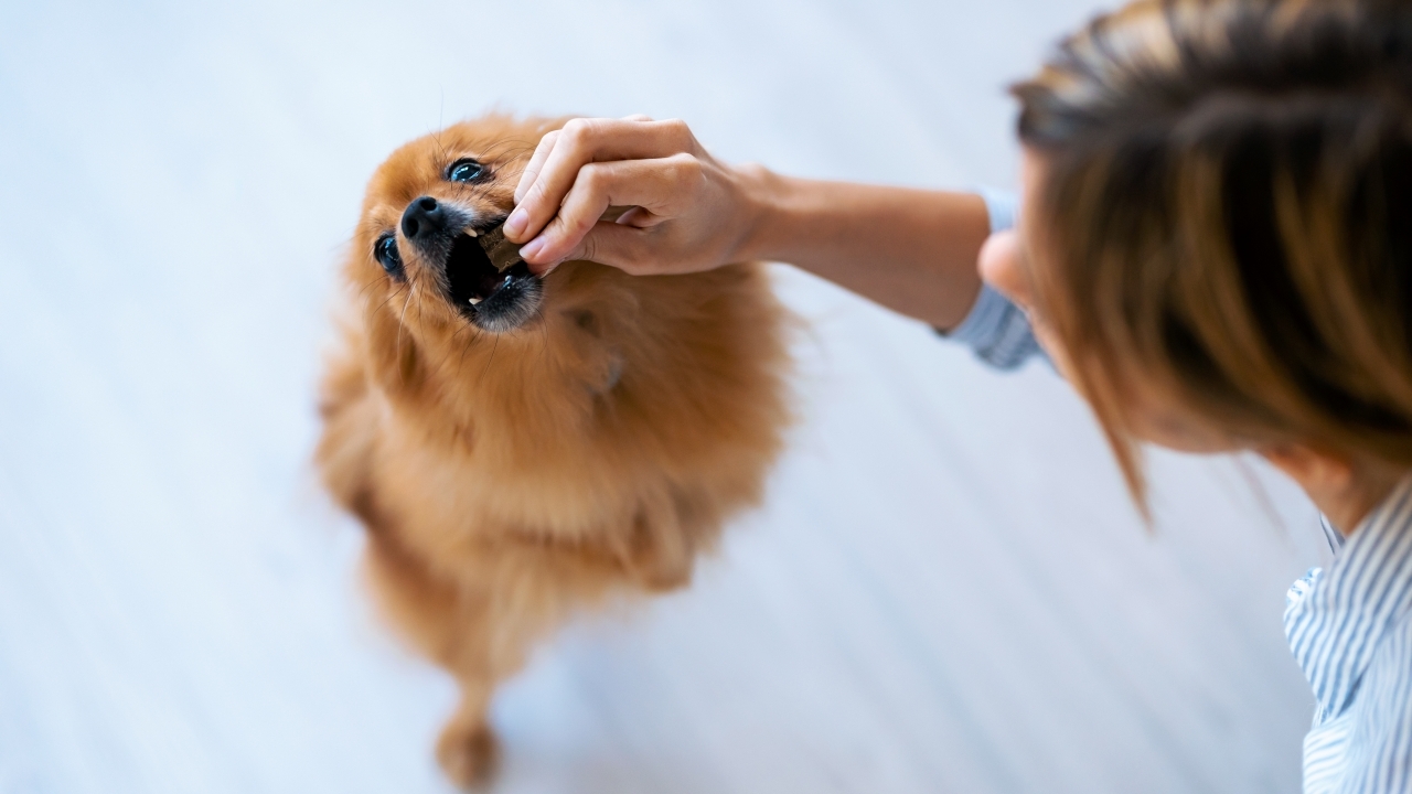 6 อาหารเสริมสุนัข ยี่ห้อไหนดี ขนสวย บำรุงกระดูก