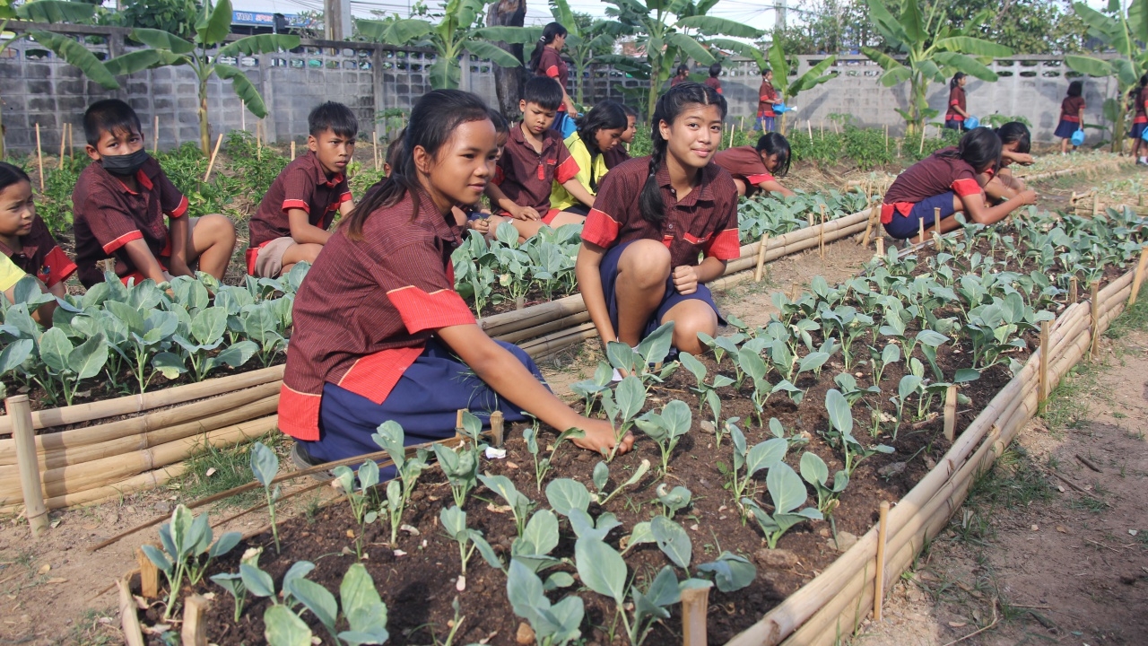 โรงเรียนเทศบาล 3 เมืองบุรีรัมย์ สอนนักเรียนปลูกผักปลอดสาร ไว้บริโภคลดค่าใช้จ่าย