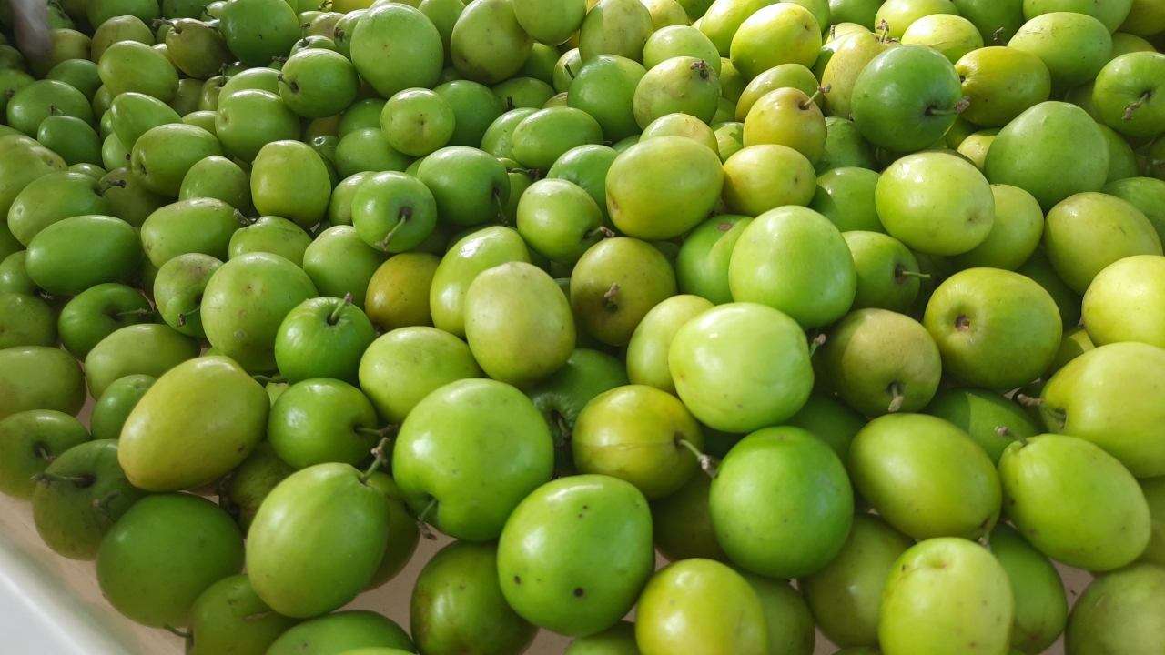 พุทรา 3 รสบ้านท่ามะเฟืองออกแล้ว แม้ไม่สวยเหตุเจอแล้งและฝน แต่ราคาหน้าสวนพอรับได้