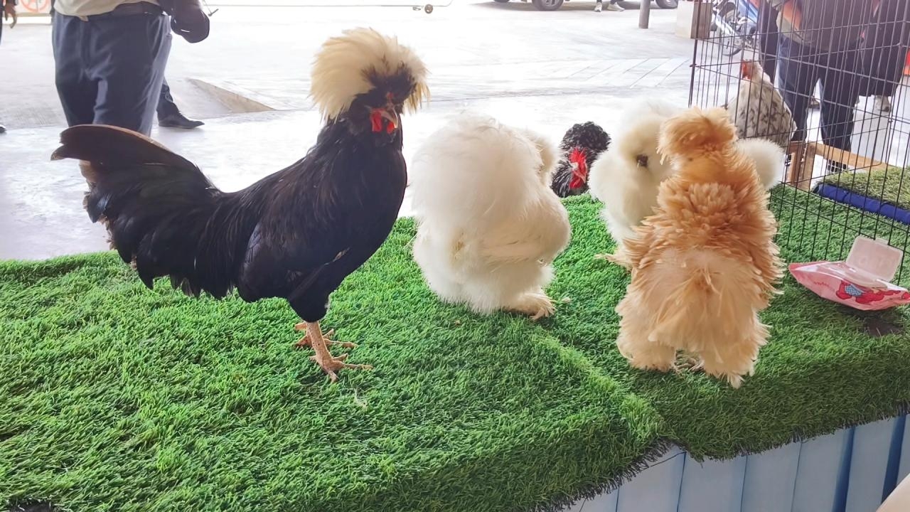 งานใหญ่ท้ายปี 66 มหกรรมสัตว์เลี้ยงแห่งประเทศไทย ครั้งที่ 19 ที่ราชบุรี