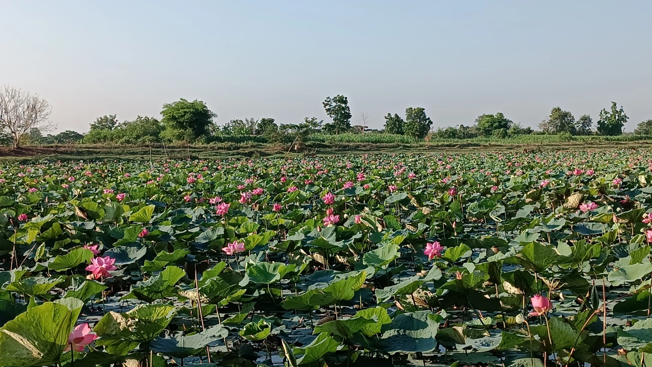 ชวนเที่ยวบึงดอกบัวที่ "บึงพระ" โคราช ตอนนี้บานชมพูสะพรั่ง เต็มสระ 150 ไร่ 