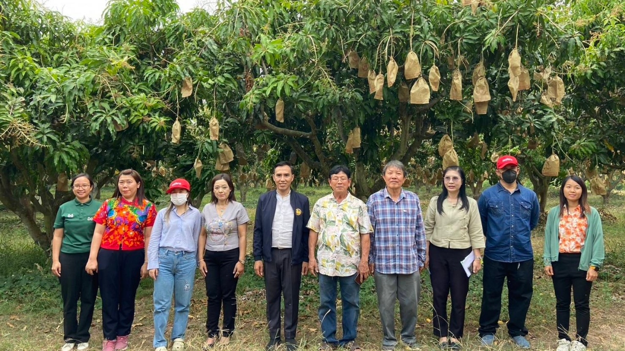 รองผู้ว่าฯ เชียงใหม่ พาตัวแทนห้างดัง สำรวจสวนมะม่วง อ.พร้าว เพื่อเชื่อมโยงผลผลิต