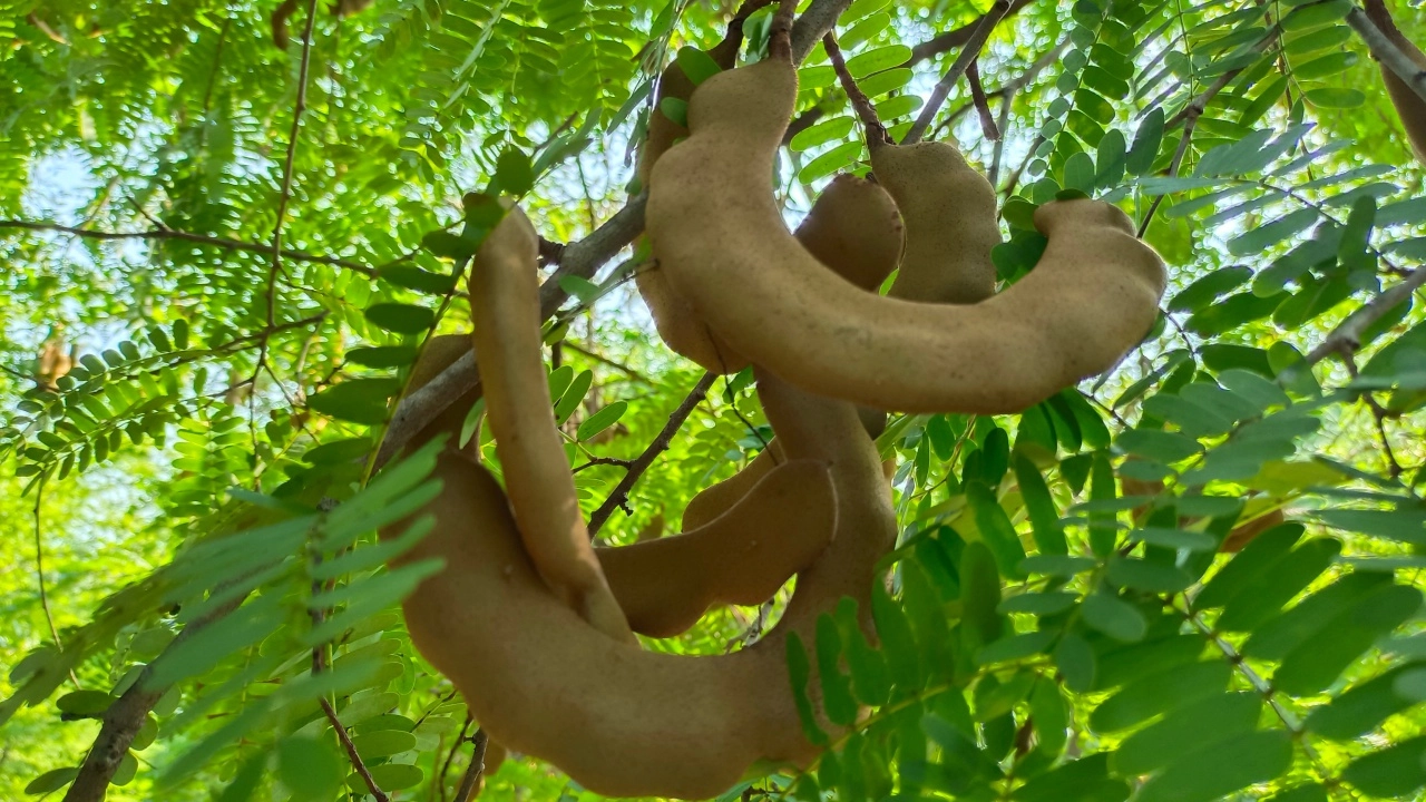 กรมส่งเสริมการเกษตร แนะนำวิธีปลูกมะขามเปรี้ยวฝักใหญ่ ชูพืชเสริมเพิ่มรายได้