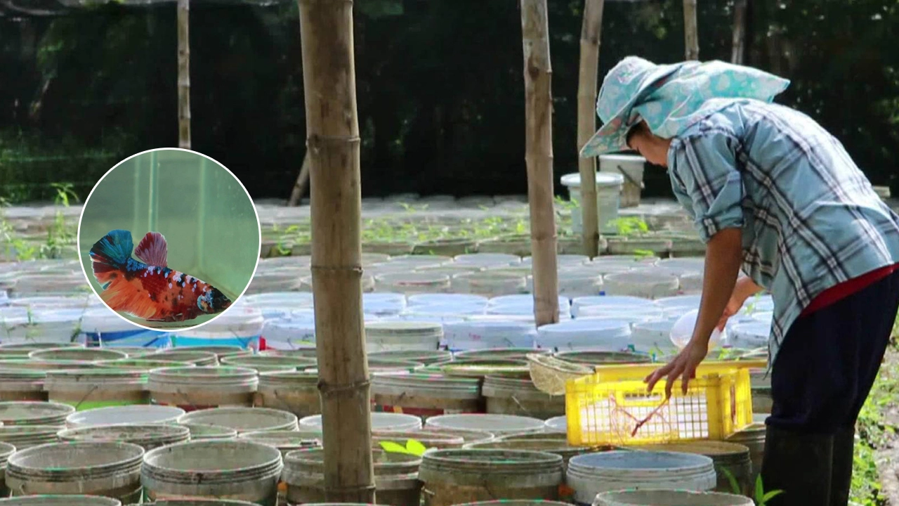 สาวนครสวรรค์ ทำฟาร์มเพาะปลากัดสวยงามส่งขายเมืองนอก ทำรายได้งดงาม