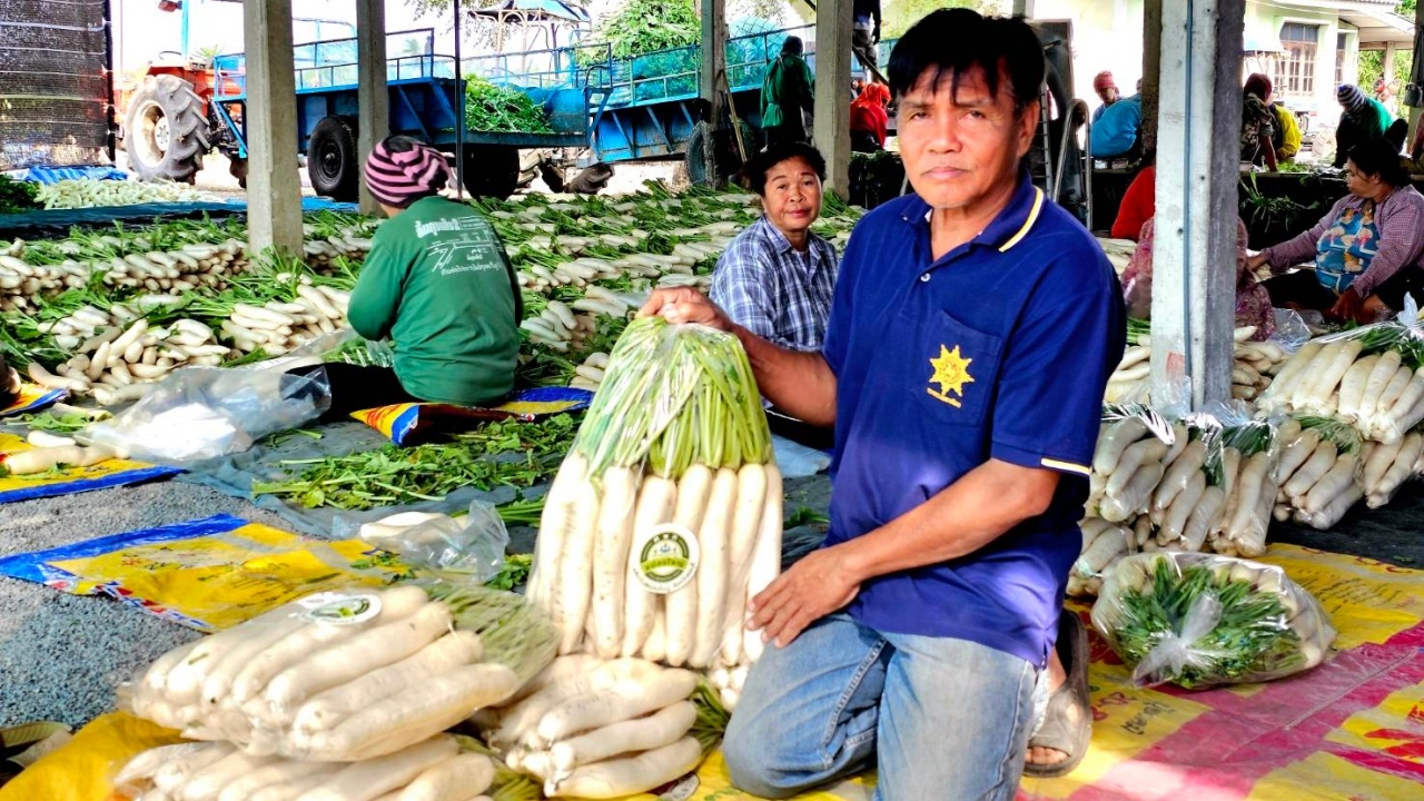 ตรุษจีนลพบุรี เกษตรกรเร่งเก็บหัวไชเท้าส่งตลาดวันละ 50-70 ตัน แพ็กถุง 10 กก.   