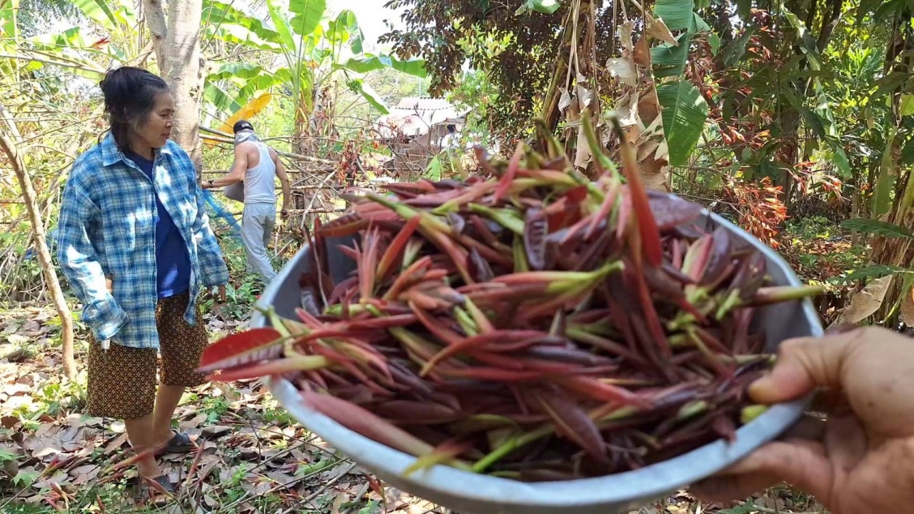 ชาวบ้านพะเยา เก็บผักเฮือดมาแกง 1 ปีได้กิน 1 ครั้ง ชูสรรพคุณต้านอนุมูลอิสระ