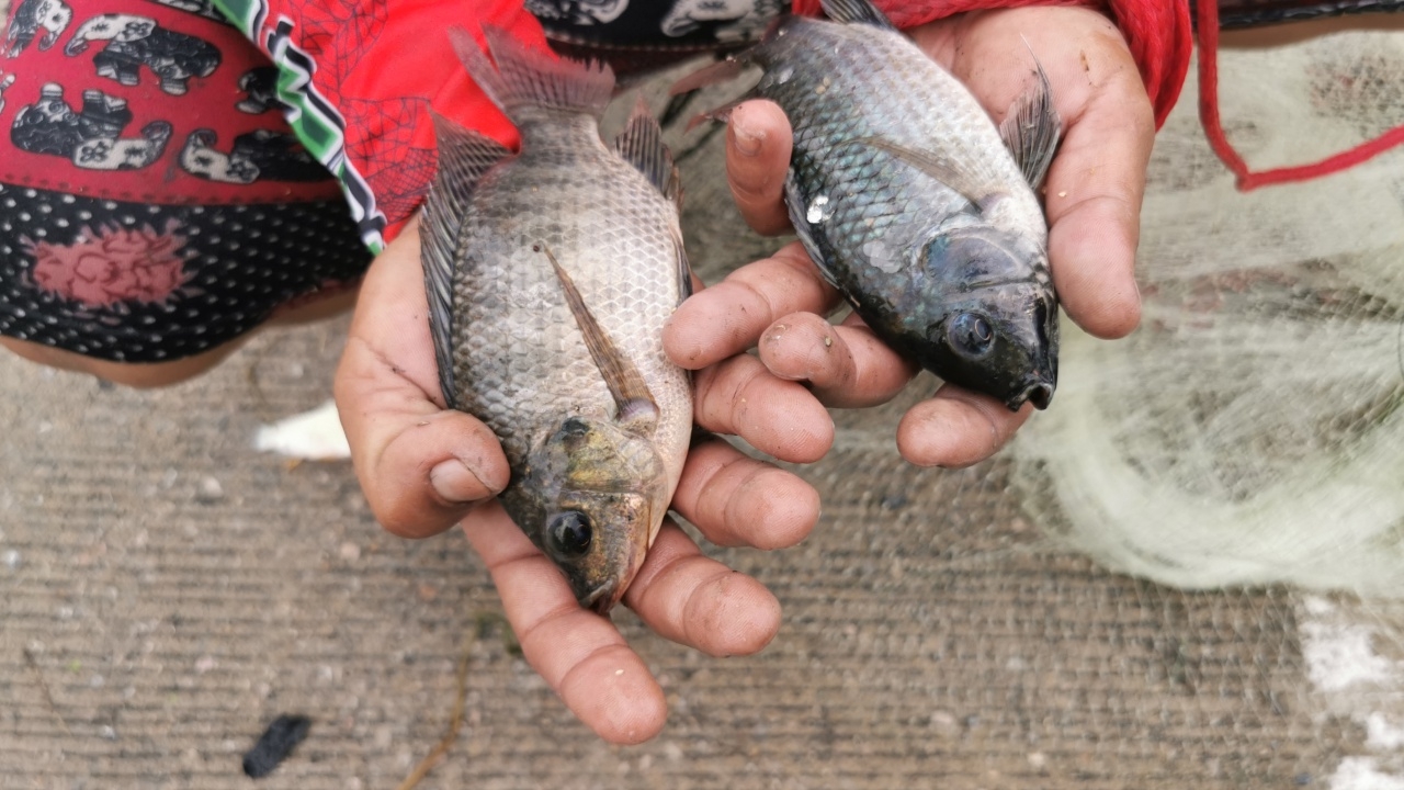 ปลาหมอคางดำโผล่ที่นนท์ ชาวบางบัวทองจับมากิน บอกเนื้อไม่อร่อยต้องปรุงเพิ่ม