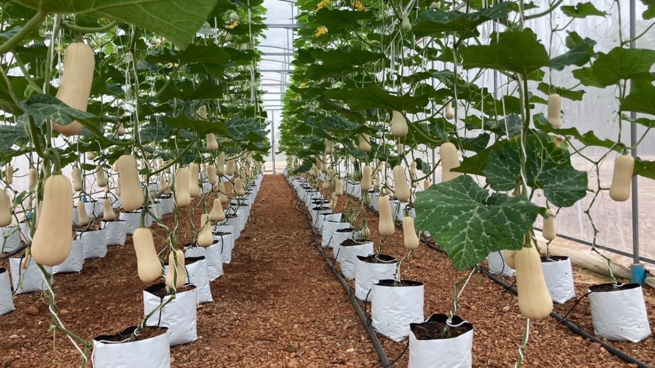 กรมวิชาการเกษตร หนุนผลิตฟักบัตเตอร์นัทอินทรีย์ในโรงเรือน ชูสร้างรายได้ให้ตลอดปี