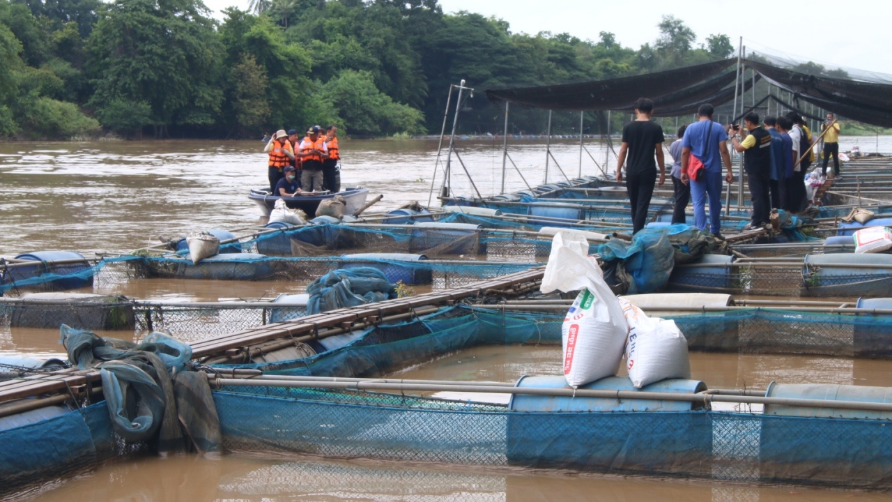 กรมประมงเร่งสำรวจช่วยเกษตรกร กระชังปลาทับทิม ที่กาญจน์หลังโดนน้ำป่าทำน็อกตาย