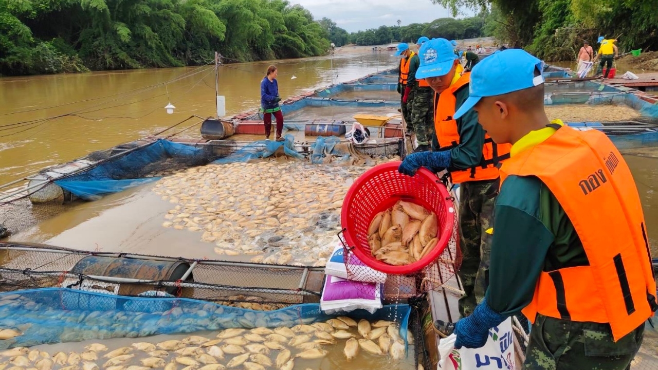 น้ำป่าแควน้อยพัดปลากระชังตายนับล้าน ทหารพล ร.9 ช่วยขนซากปลา ทำสูญกว่า 30 ล้าน