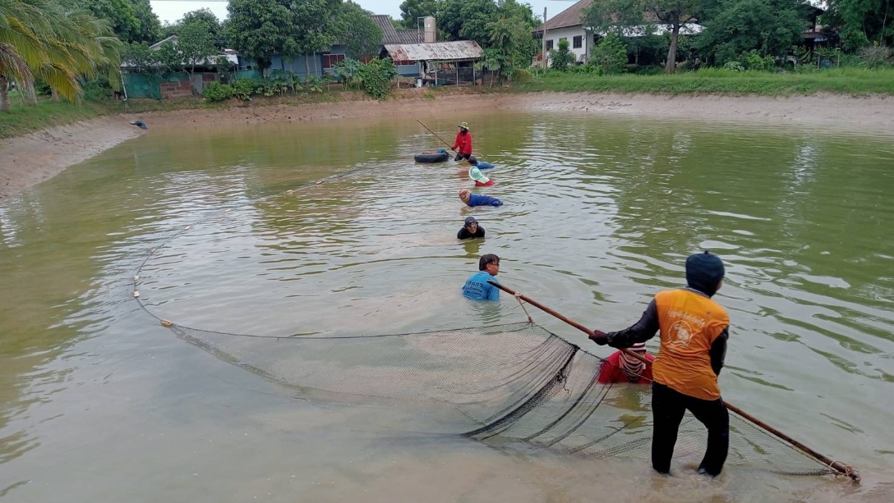 ผู้เลี้ยงกุ้งก้ามกรามกาฬสินธุ์ ออกตรวจสอบฟาร์มให้แน่ใจ ไม่มีปลาหมอคางดำหลุดมา