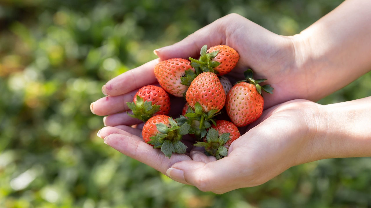 ชวนช็อป ชิม ชิล สินค้าโครงการหลวงในงาน “Royal Project Gastronomy Festival 2025” ที่พารากอน