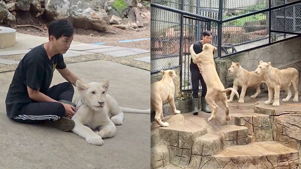 ภูผา เตชะณรงค์ เจอสิงโตกระโดดใส่หลังเดินเข้ากรง ทำแฟนๆ คอมเมนต์รัวๆ (คลิป)