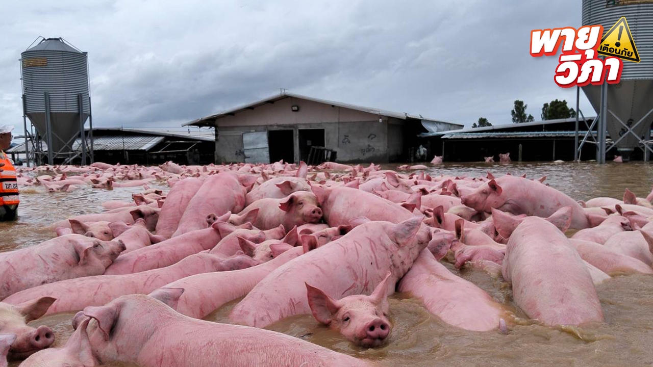 ทุกชีวิตมีค่า เร่งขนย้ายหมูกว่า 1,300 ตัว ออกจากพื้นที่น้ำท่วมเชียงราย