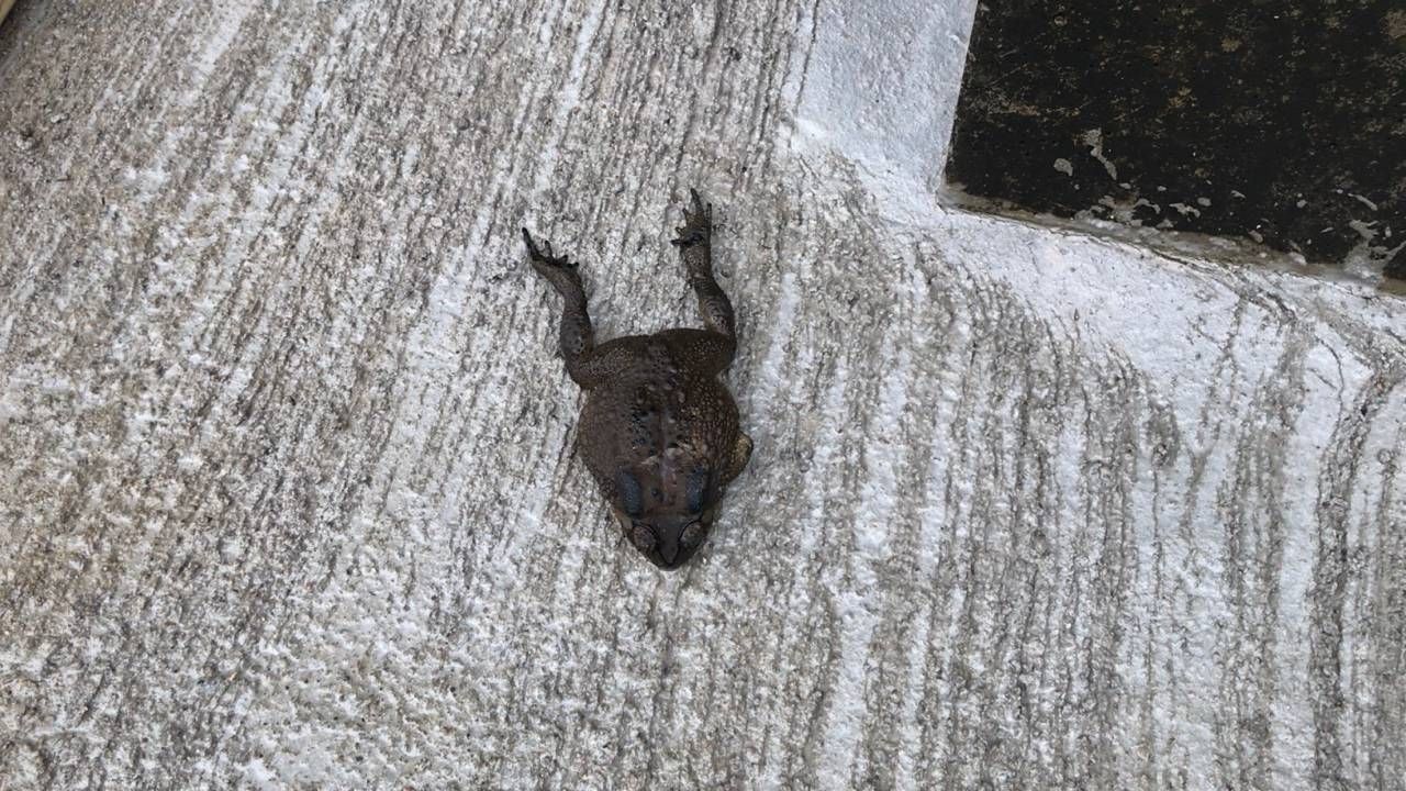 คางคกที่อยู่พื้นที่ติดโรงงานโดนแอมโมเนียตายทันที