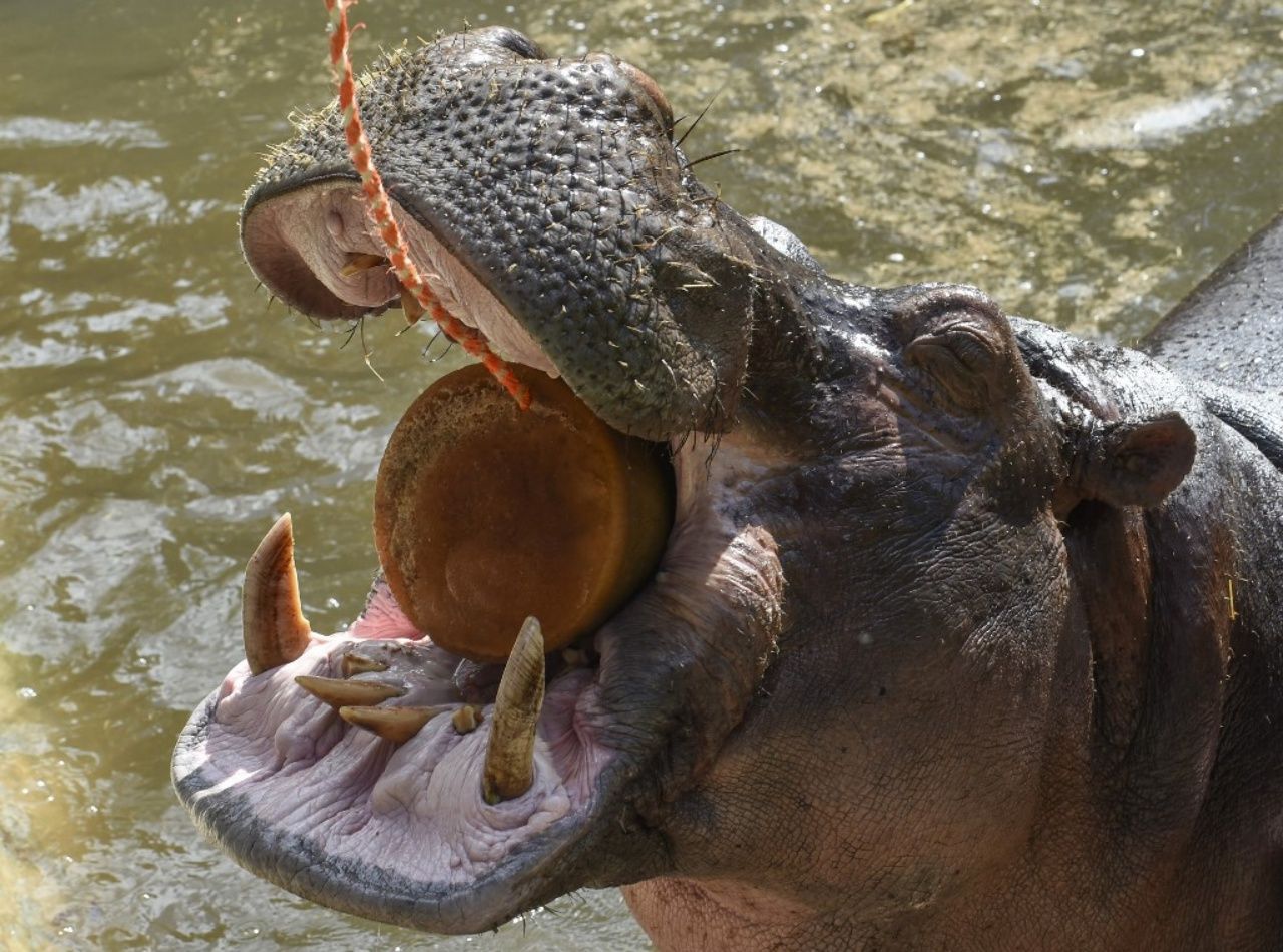 ฮิปโปโปเตมัส 