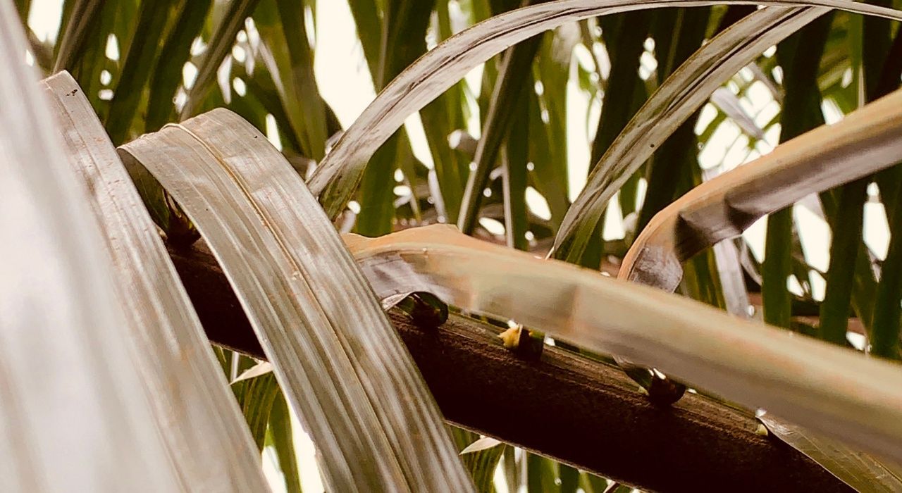 ภาพจาก ทวิตเตอร์ @Zackrydz