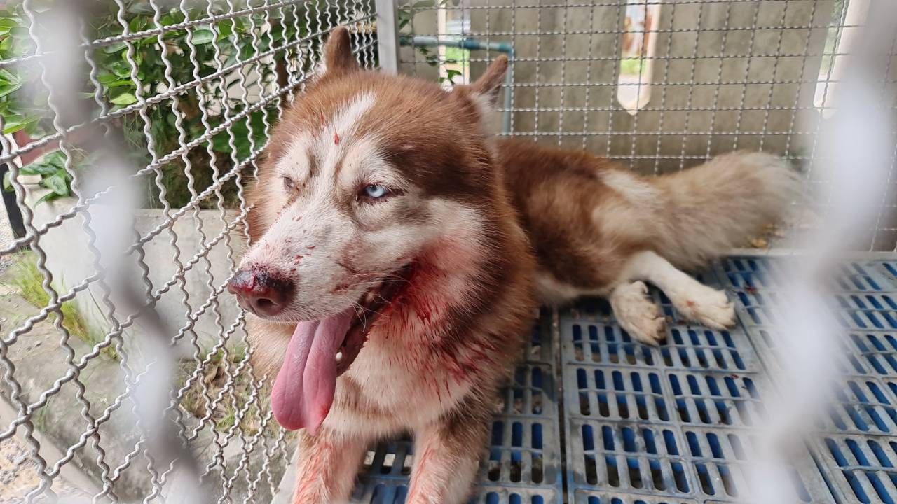 เจ้าบราวน์ สุนัขพันธุ์ไซบีเรียนฮัสกี้ เพศผู้ อายุ 3 ปี