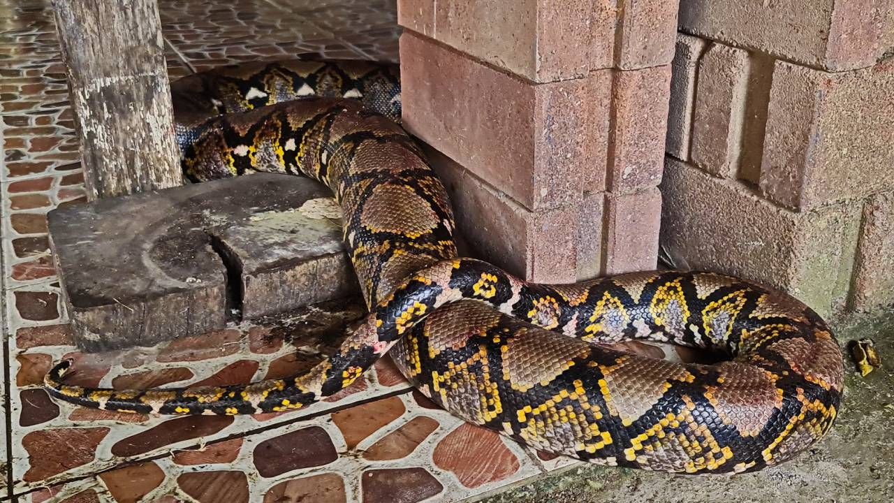 สภาพงูเหลือมขนาดยาว 5 เมตร หลังฟัดกับเจ้าบราวน์