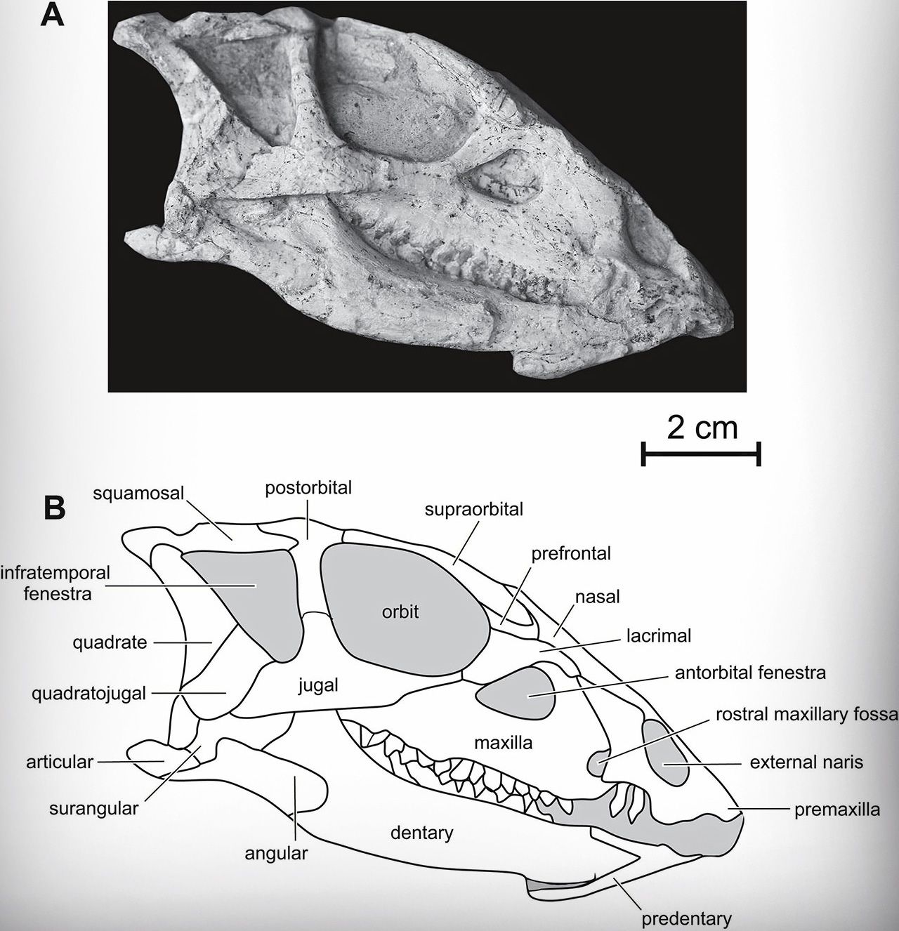 Credit : PeerJ (2020). DOI: 10.7717/peerj.9832