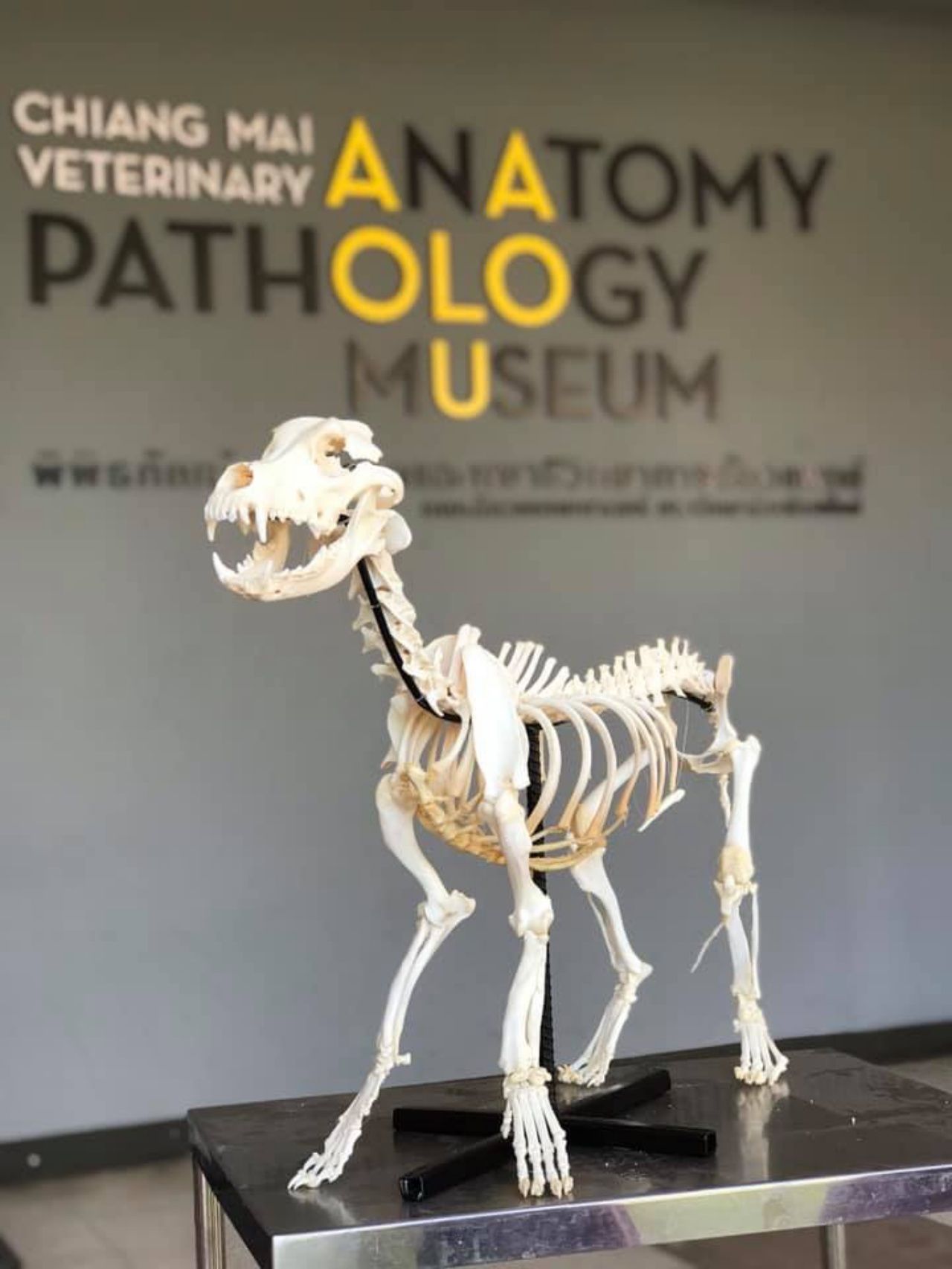 โครงกระดูก เตี้ย มช. ภาพจากเพจ CMU Vet Ana Path Museum