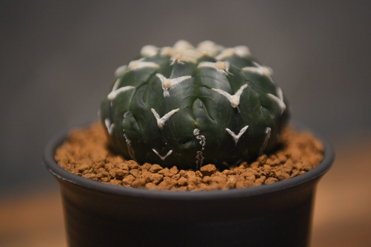 Astrophytum astrerias 