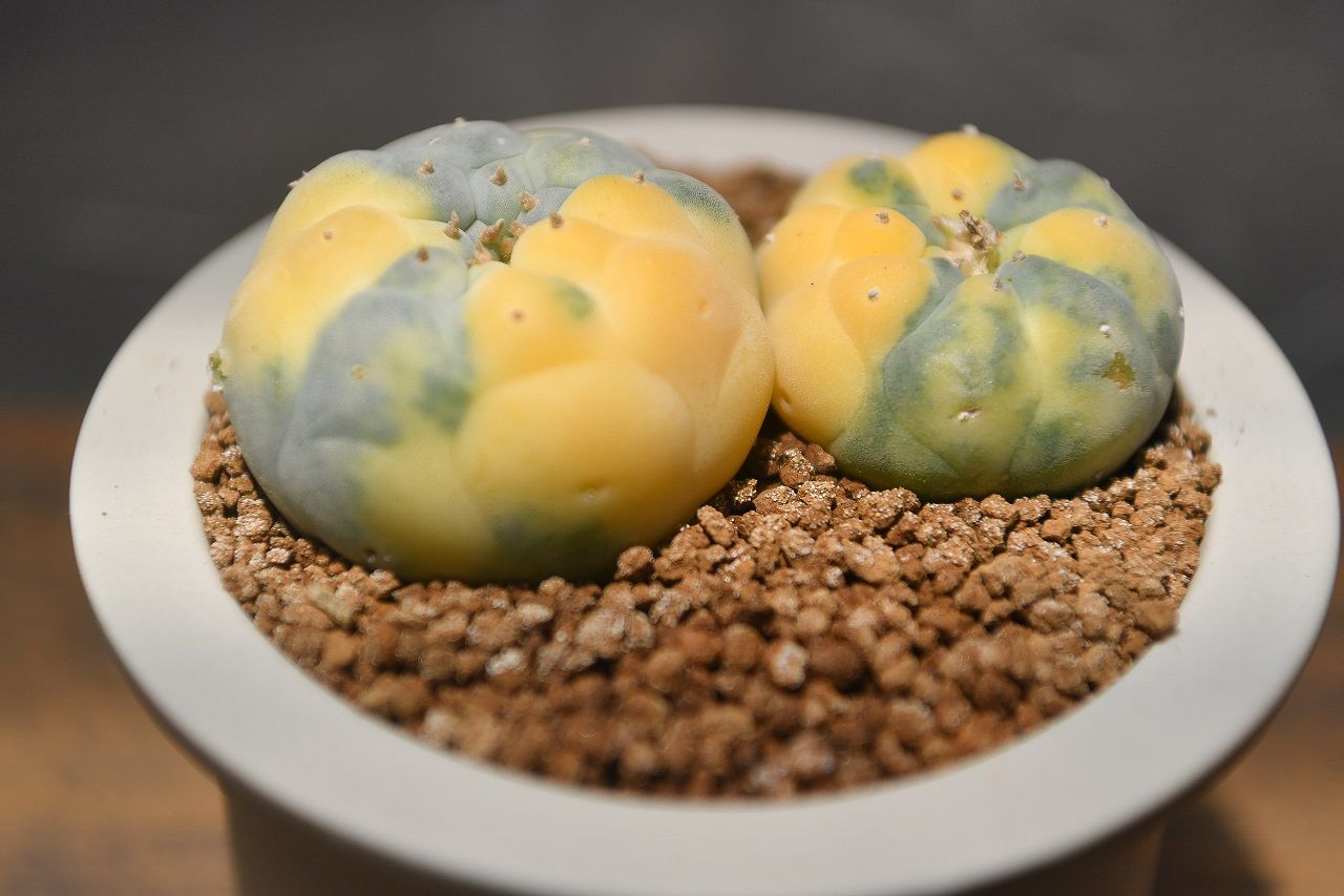 Lophophora fricii