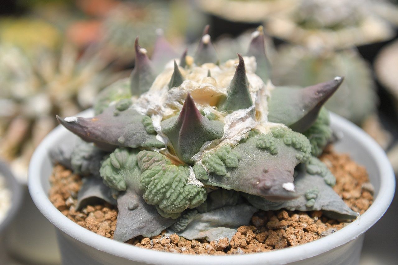 Ariocarpus  cv. “Cauliflower”