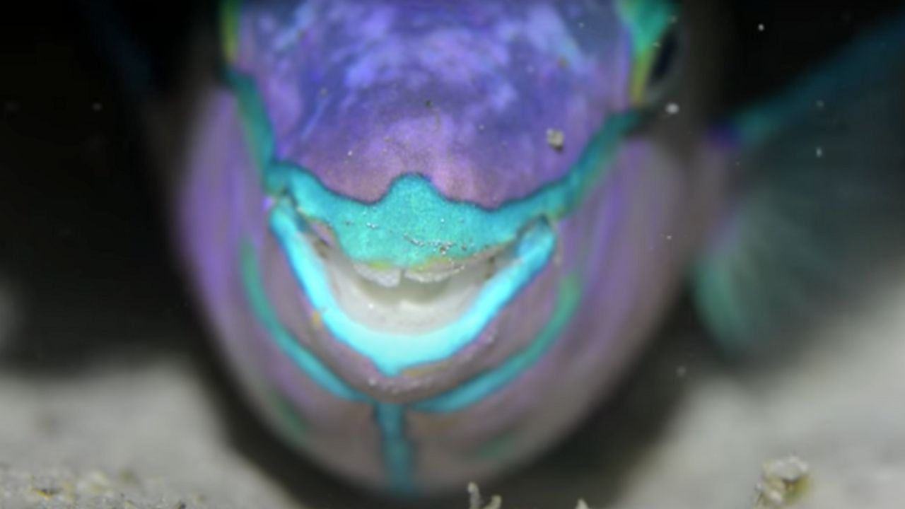 ภาพจาก https://www.youtube.com/watch?v=y6tdGVTgmm4