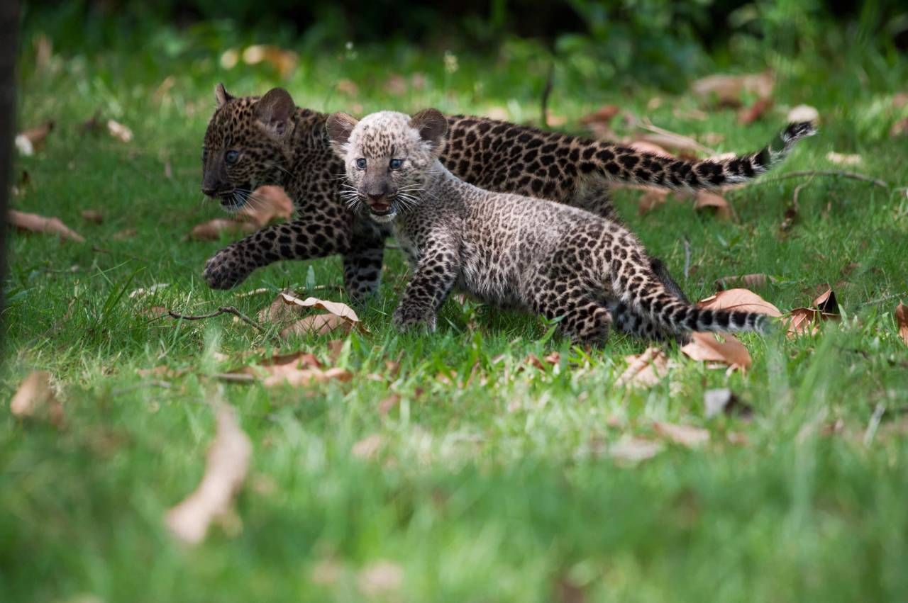 ลูกเสือดาว 2 ตัว เพศผู้ อายุ 3 เดือนกว่า ชื่ออรินทร์ และ อรัญ ถูกแม่เสือดาวทิ้งไว้ ไม่รู้ไปหากินตรงไหน ในเขตผืนป่าห้วยขาแข้ง ซึ่งเป็นเขตติดต่ออุทยานแห่งชาติแม่วงก์ฝั่งนครสวรรค์ (เมื่อวันที่ 21 ก.ย.62 ) จึงยึดเป็นของกลาง แล้วนำมาเข้าเลี้ยงโครงการพ่อแม่อุปถัมภ์สัตว์ป่า ของสถานีเพาะเลี้ยงสัตว์ป่าห้วยขาแข้ง จ.อุทัยธานี ซึ่งขณะนี้อายุได้ปีกว่าๆ ภาพถ่ายโดย Dara Naphaphet กลุ่ม bird home