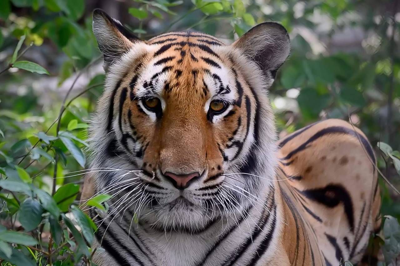 เสือโคร่งเต็มไว จากกล้องดักถ่ายในเขตอุทยานฯ 