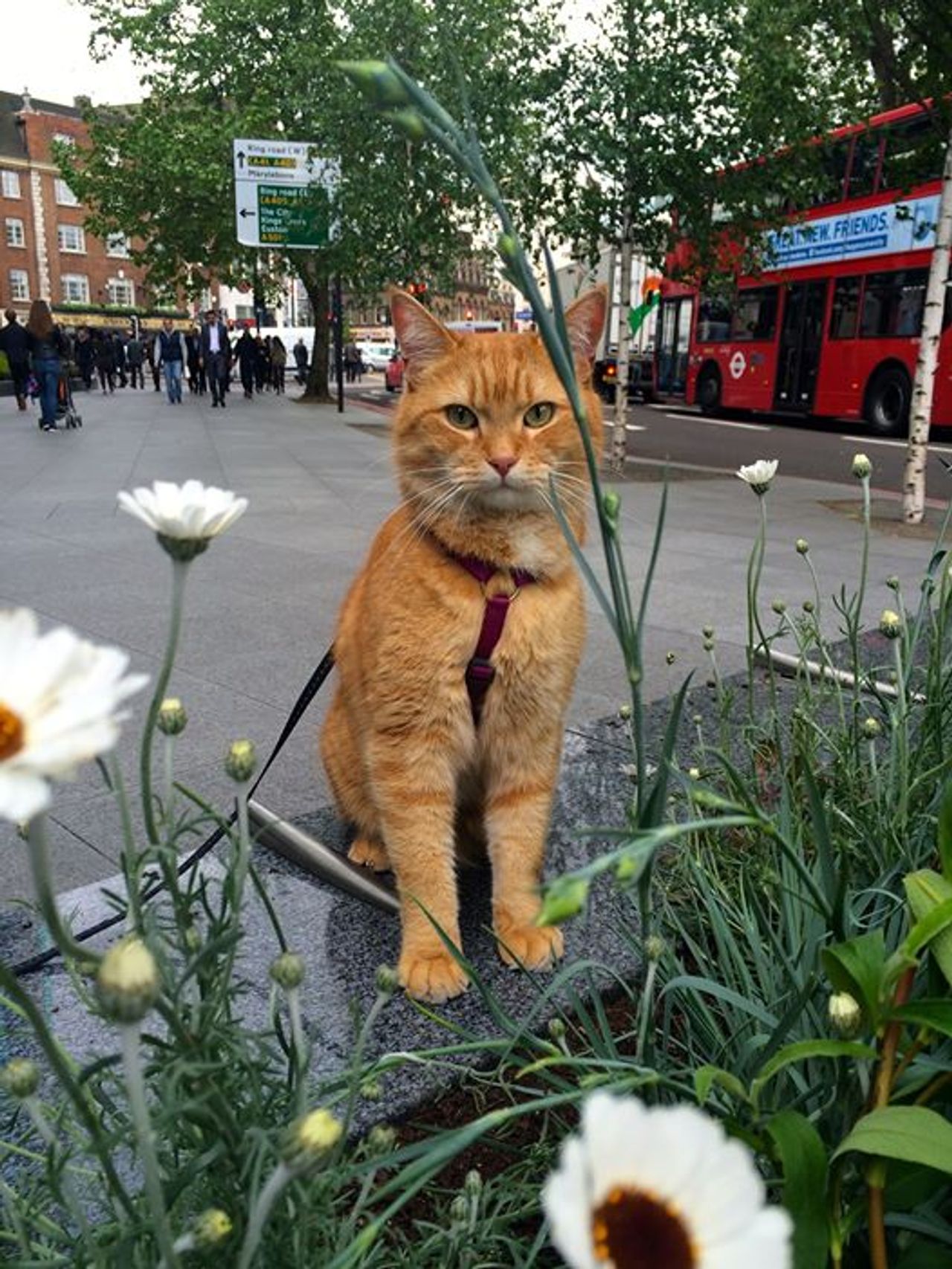 ที่มาภาพ จากเพจเฟซบุ๊กหนังสือ A Street Cat Named Bob https://www.facebook.com/StreetCatBob/