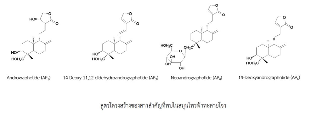 ข้อมูลจาก http://eto.ku.ac.th