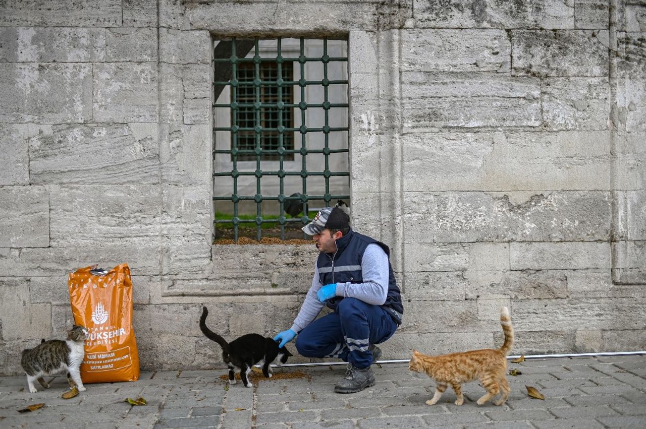 เจ้าหน้าที่เทศบาลนครอิสตันบูล ในตุรกี นำอาหารมาให้แมวจรจัดไร้เจ้าของ ขณะต้องพลอยอดอยาก ขาดอาหารกินไปด้วยจากมาตรการล็อกดาวน์ คุมโควิด-19