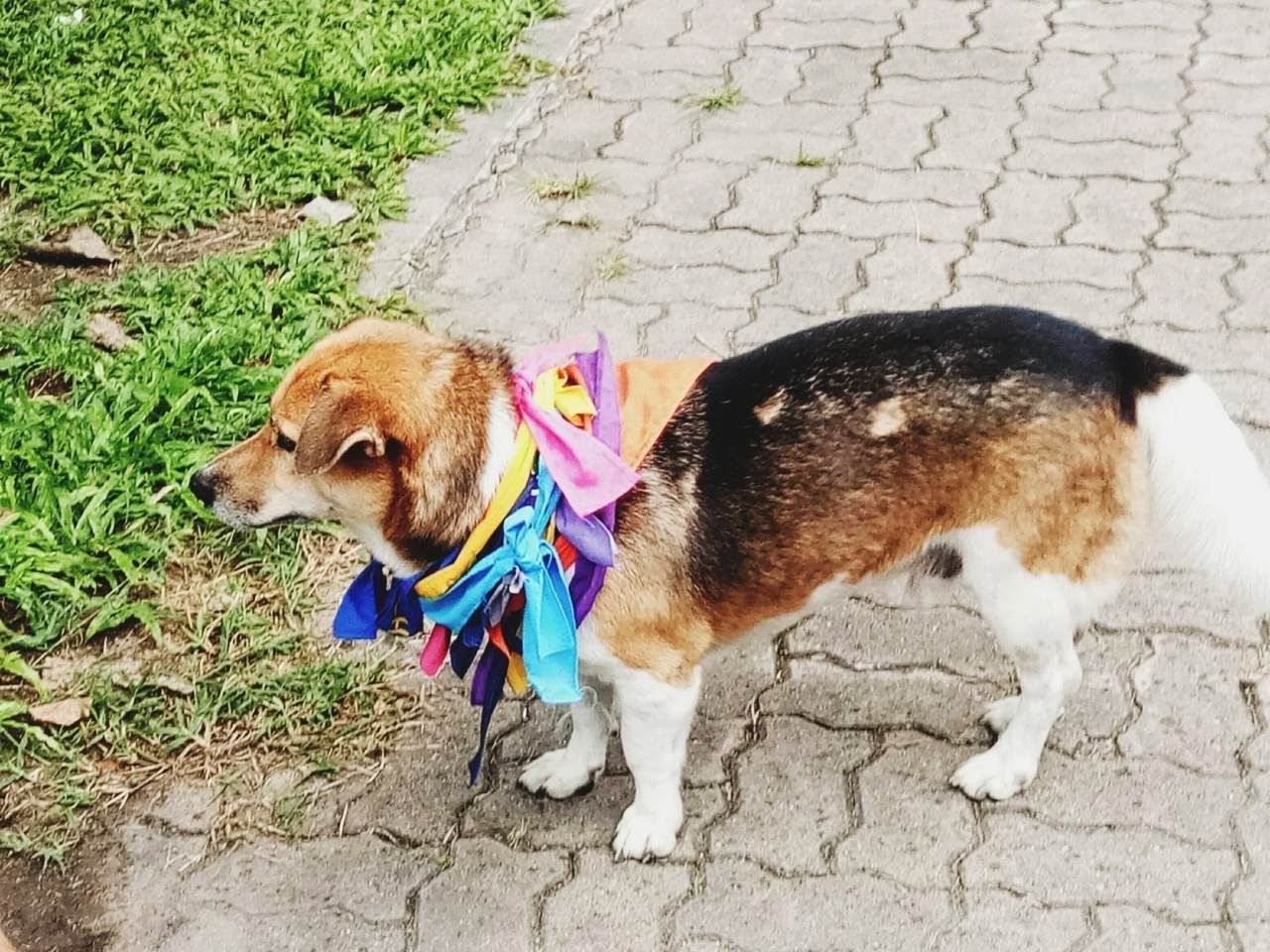 ผ้าผูกคอมีทุกคณะ 