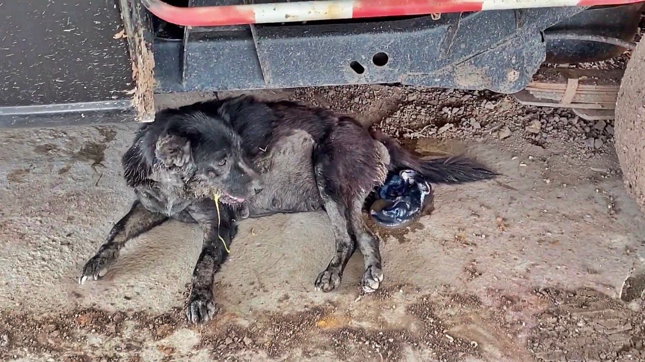 ภาพสุดท้ายก่อนเฉาก๊วยขาดใจตาย